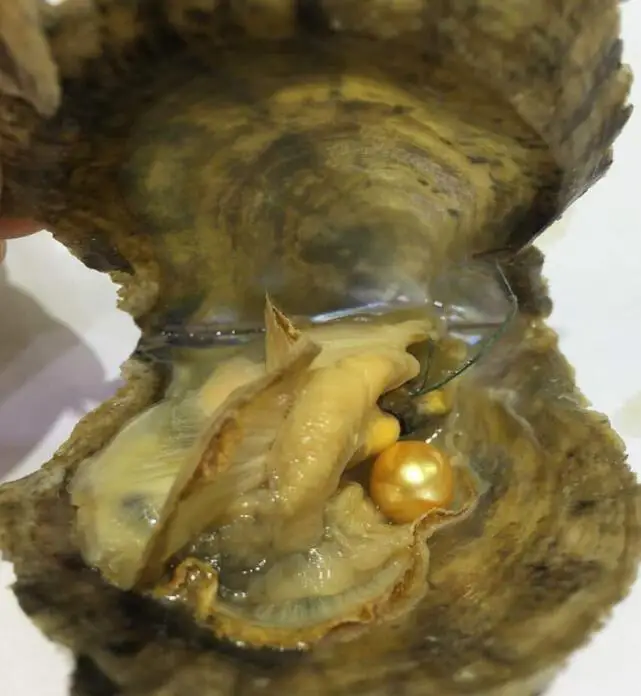 100 pcs Akoya saltwater oysters 30 single twins 20 triplets quads 100pcs total together wholsale prices | Украшения и аксессуары