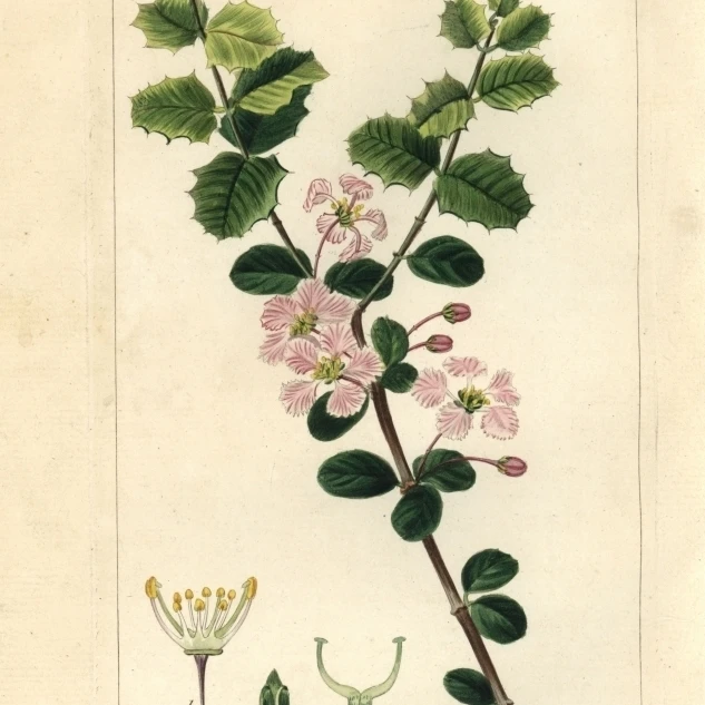 Singapore Holly Malpighia Coccigera постер печать Florilegius Mary Evans (24X36) | Дом и сад